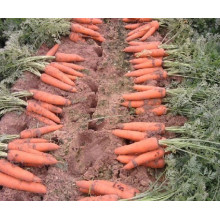 Свежую Морковь /Естественный Свежий Морковь Из Китая